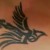Profile photo of Sparrow